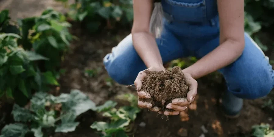 Illustrative image of Organic soil management in Riverside